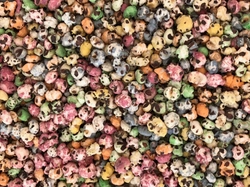 Sorgo Inflado Color x Kg