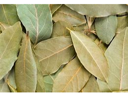 Laurel en Hoja