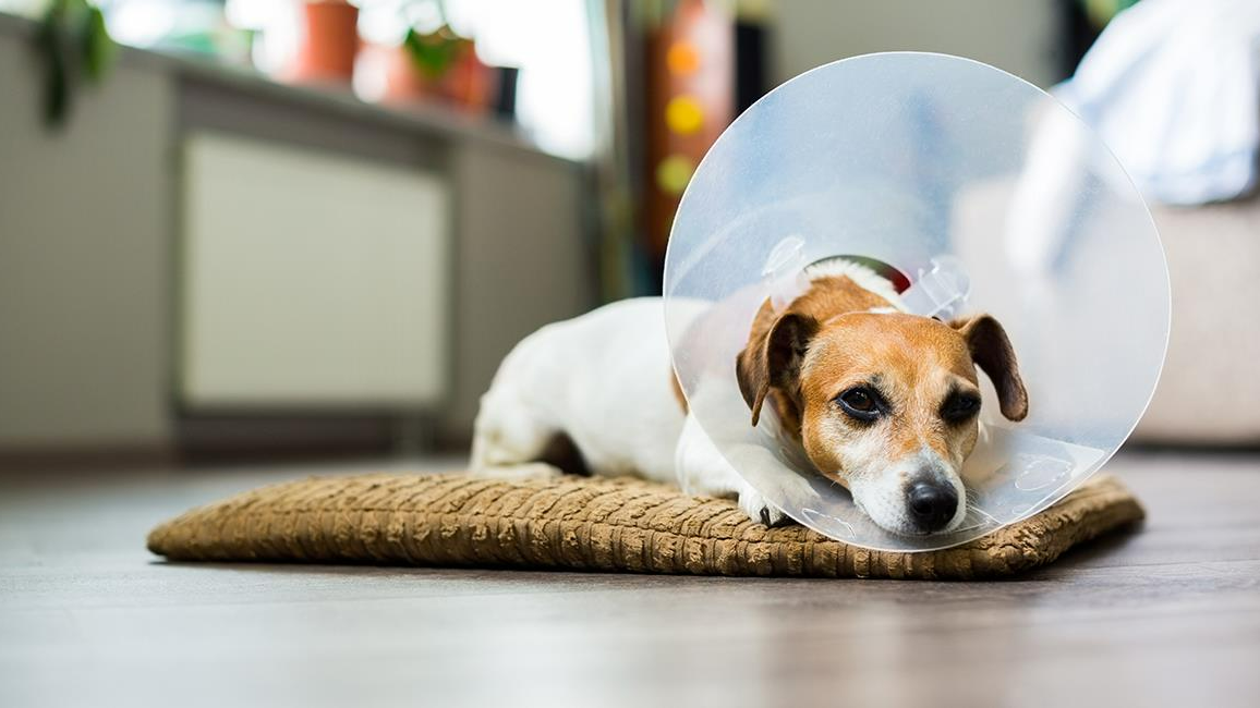 Domogen BONEPET'S NUEVO LEÓN | SALUD Y MEDICAMENTOS