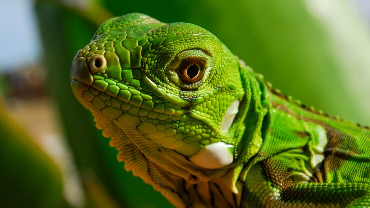 REPTILES