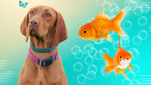 EXCLUSIVO SOLO PARA ENTREGAS EN RUTA