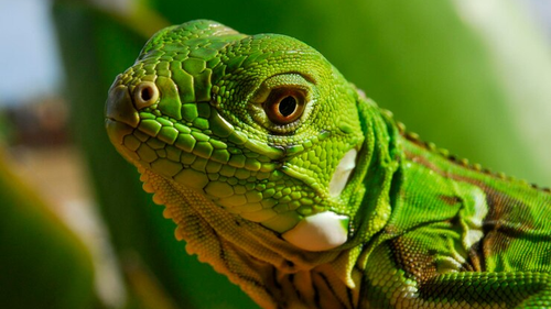 REPTILES