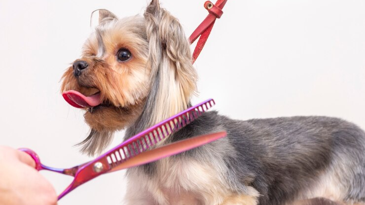 ESTETICA CANINA