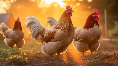 AVES DE CORRAL
