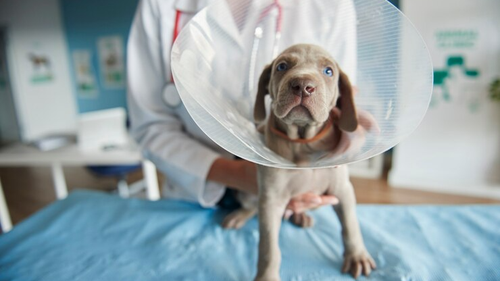 PERROS SALUD