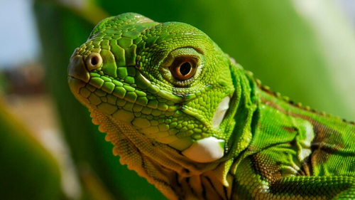 REPTILES