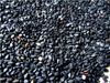 sesamo negro