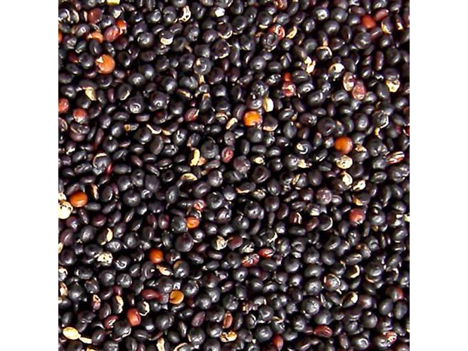 Quinoa negra