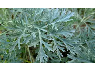HIERBAS MEDICINALES