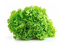 Lechuga francesa