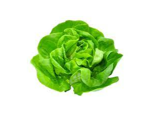 Lechuga manteca
