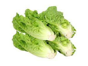 Lechuga criolla
