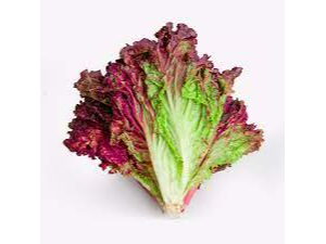 Lechuga morada