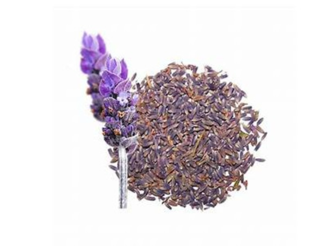 Lavanda Flor