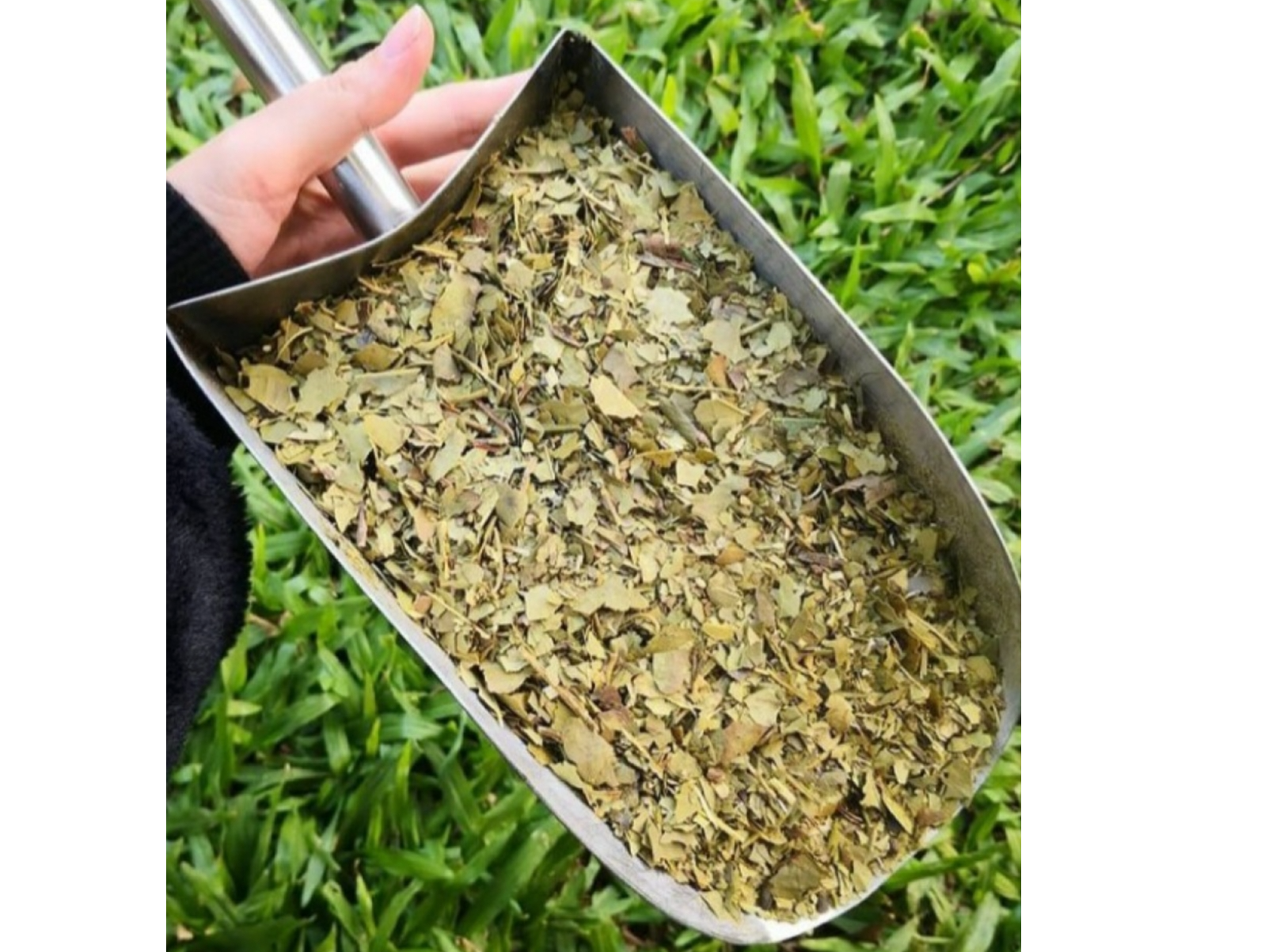 Yerba Ajedrez Premium