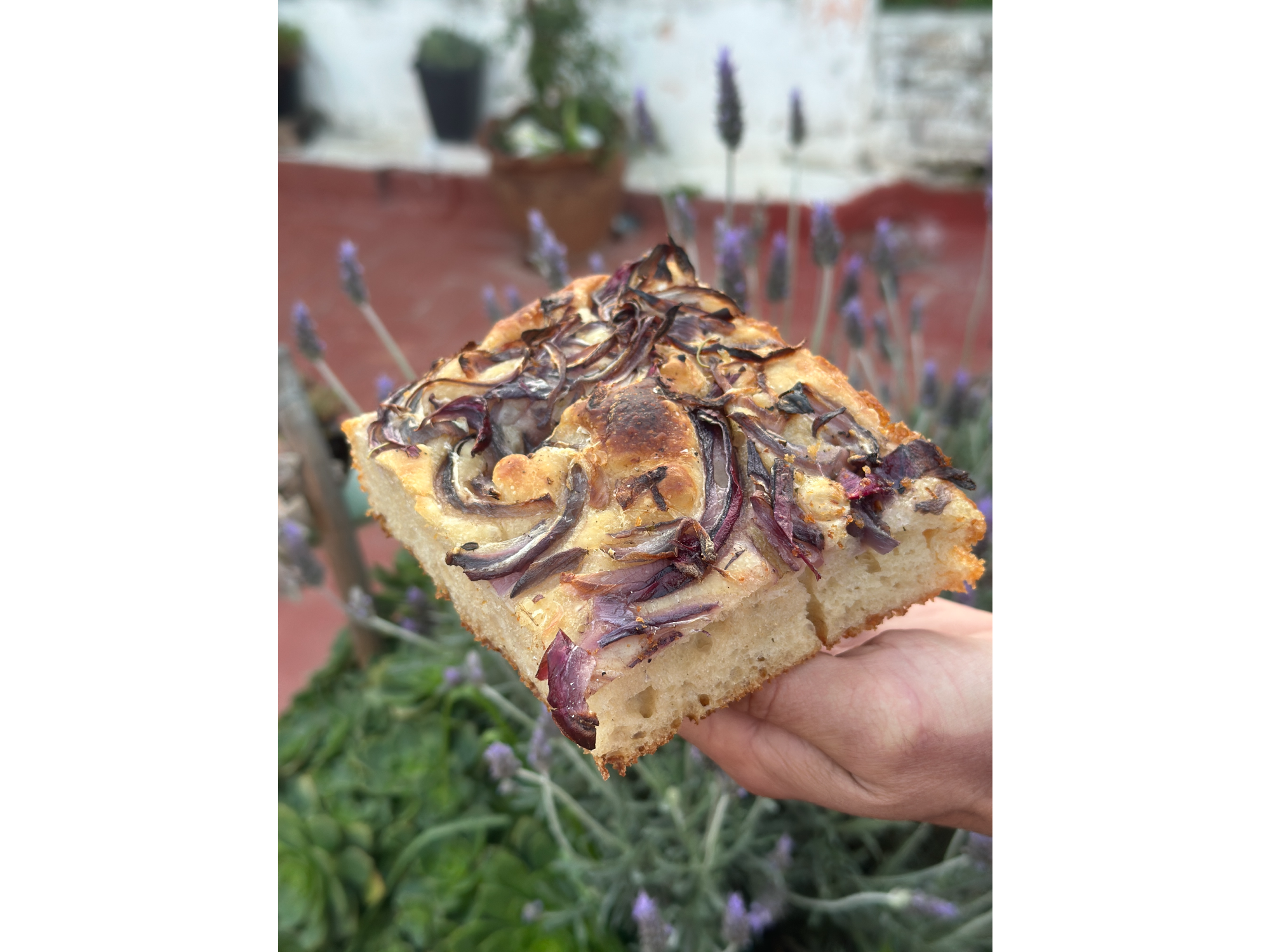 focaccia de cebolla morada y olivas negras de massimiliano pan