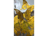 ADORNO MARIPOSA DORADA S 3D X 12 UNIDADES