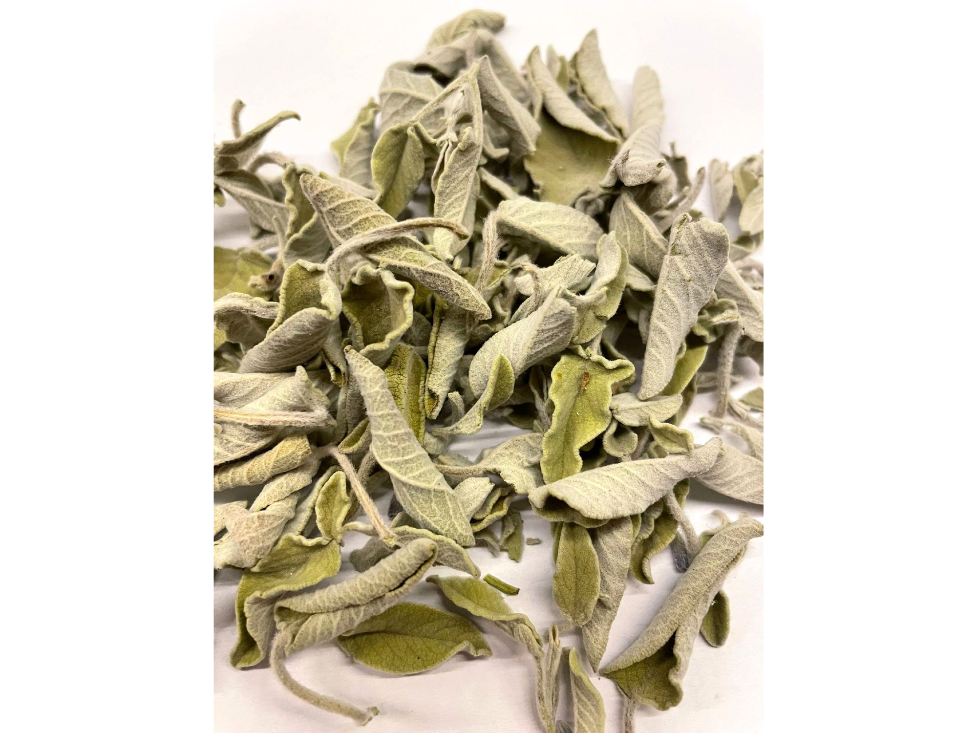 Salvia
