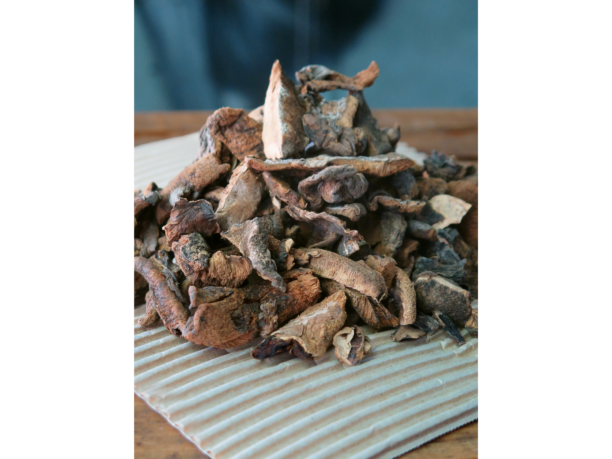 Hongos de pino