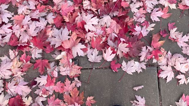 OTOÑO-PINK