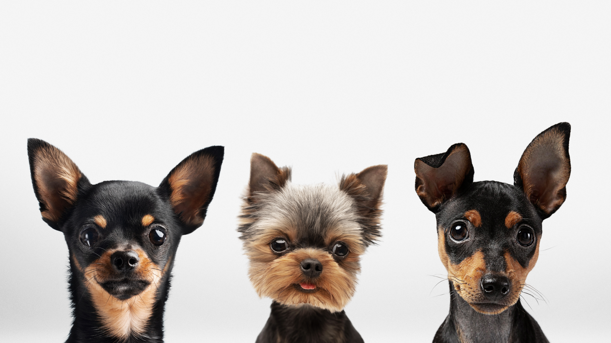 PERROS ADULTO RAZA PEQUEÑA