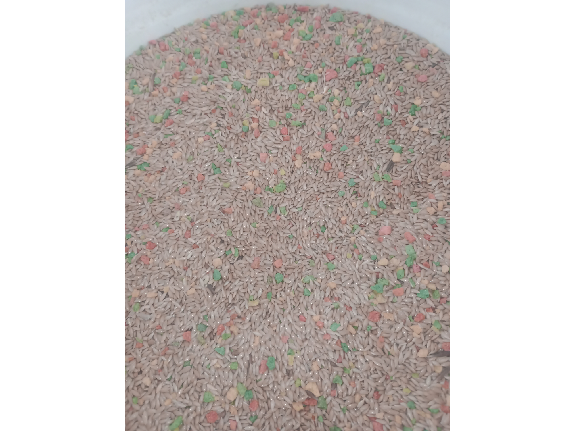 Alpiste con vitamina