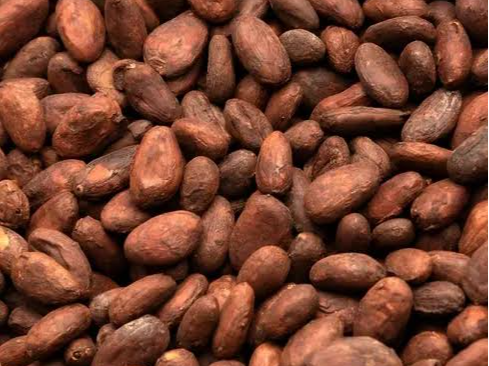 SEMILLA DE CACAO