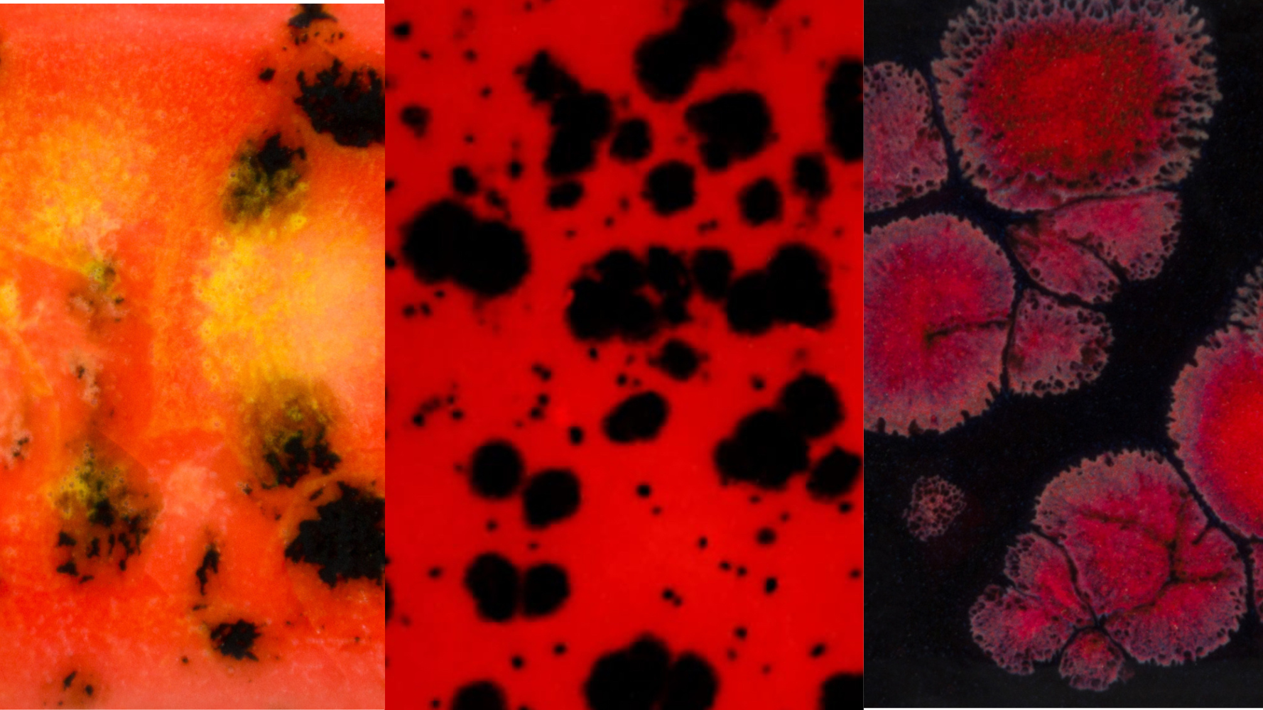 Esmaltes Jungle Gems