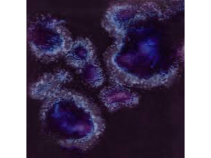 CG 785 Royal Fantasy