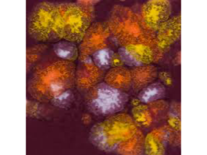 CG 969 Floral Fantasy