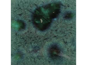 CG 713 Peacock Green