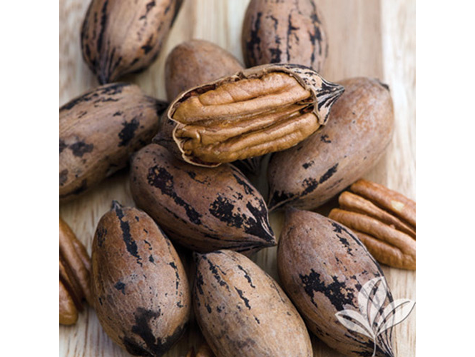 Nueces Pecán Agroecológicas con Cáscara 1/2 kg