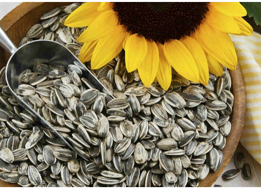 Semillas de girasol