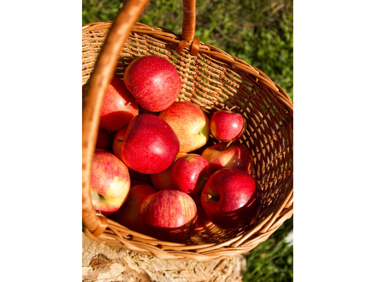 Manzana roja agroecologica x kg