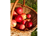 Manzana roja agroecologica x kg