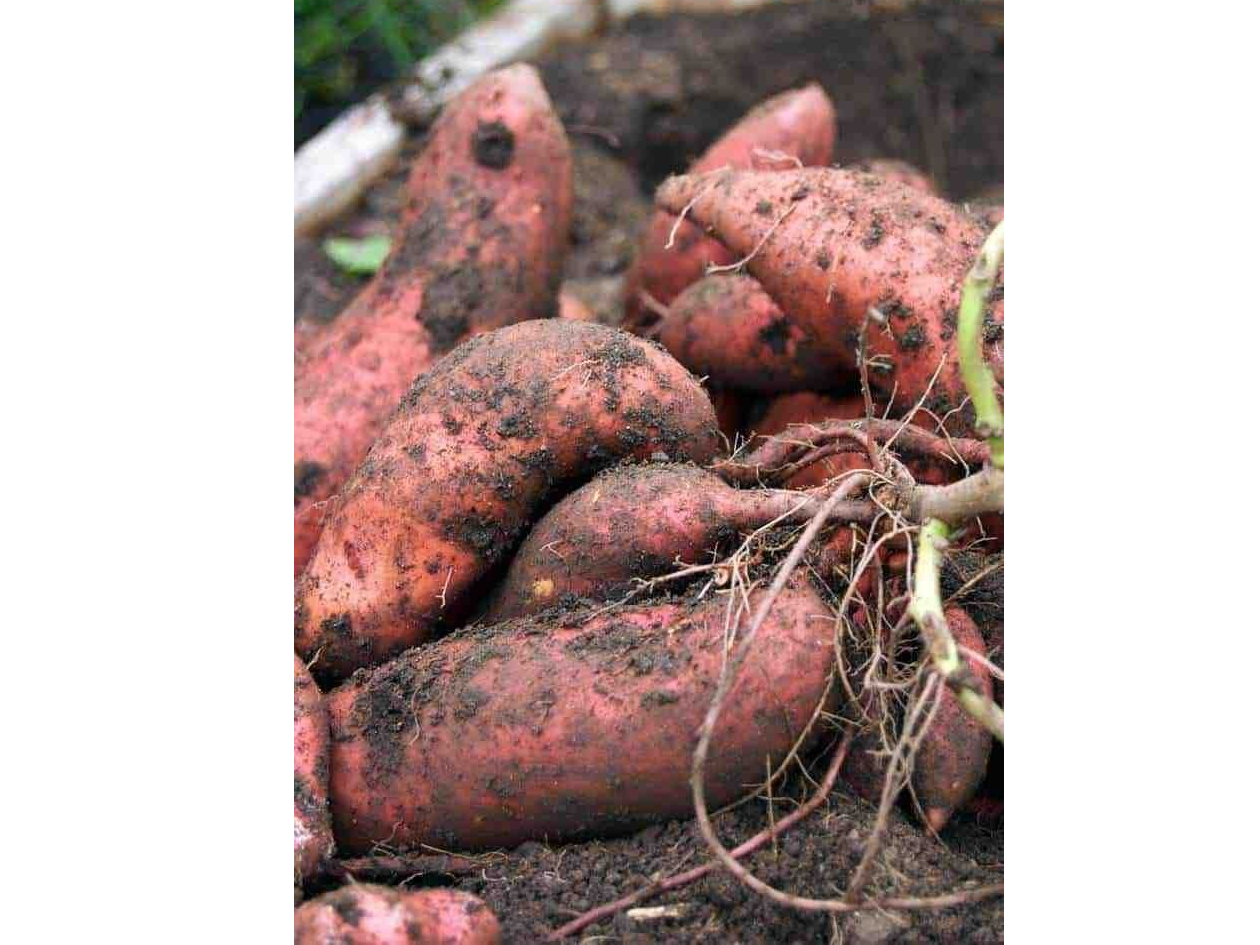 Batata agroecologica x kg