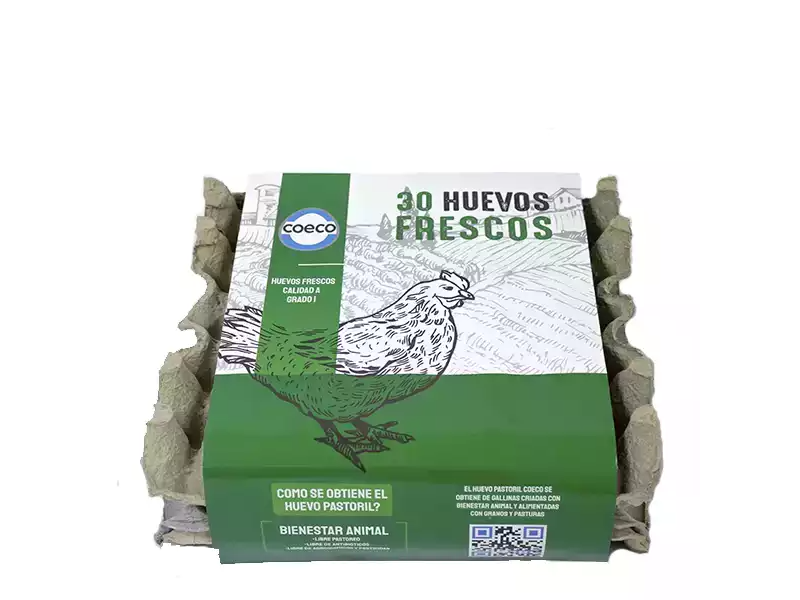 Maple Pastoril Coeco