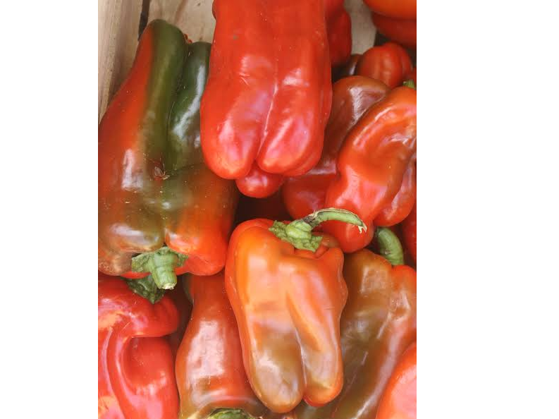 Morron rojo agroecologico x kg