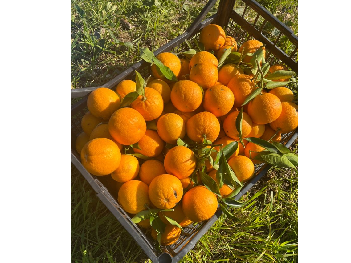 Naranja de jugo agroecologica de Corrientes