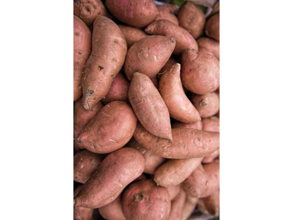 Boniato agroecologico x kg