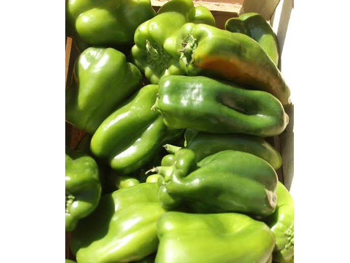 Morron verde agroecologico x kg