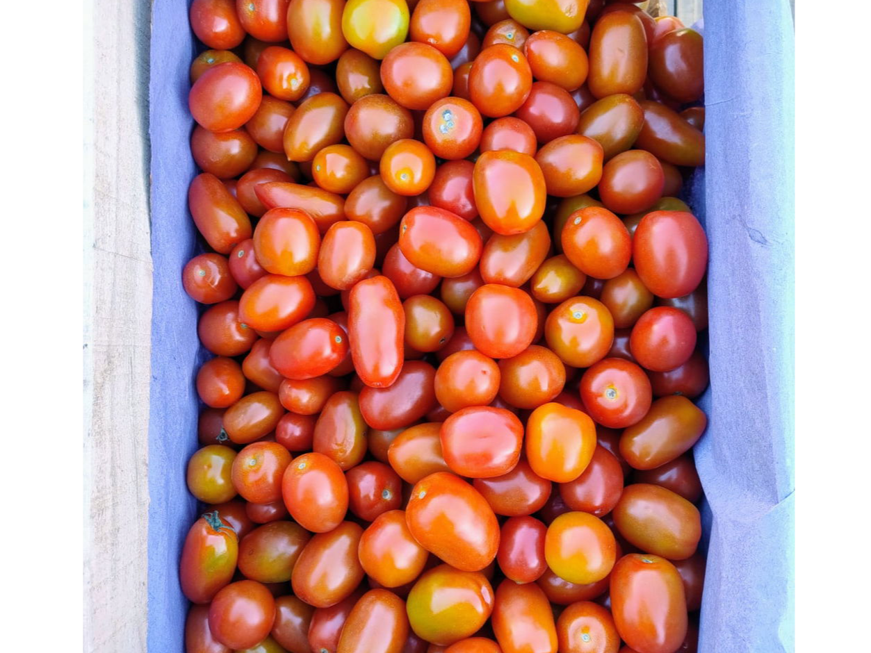 Tomates cherry agroecologicos x kg
