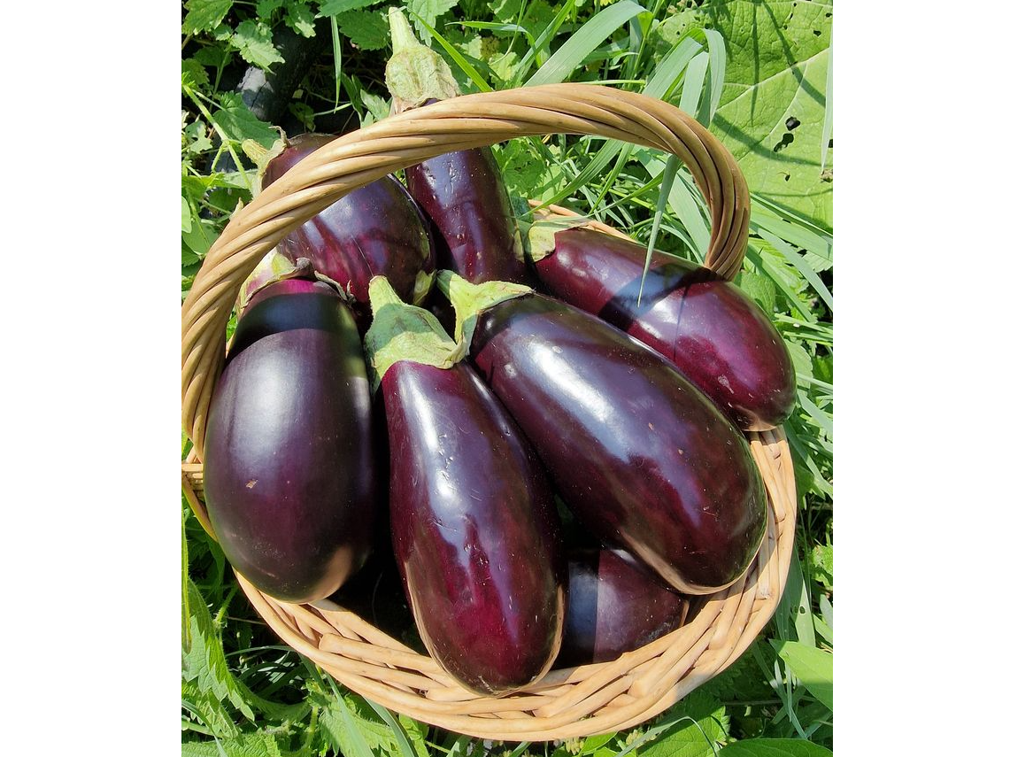 Berenjena agroecologica x kg