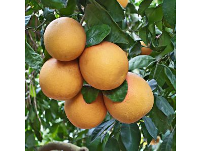 Pomelo rosado agroecologico x kg
