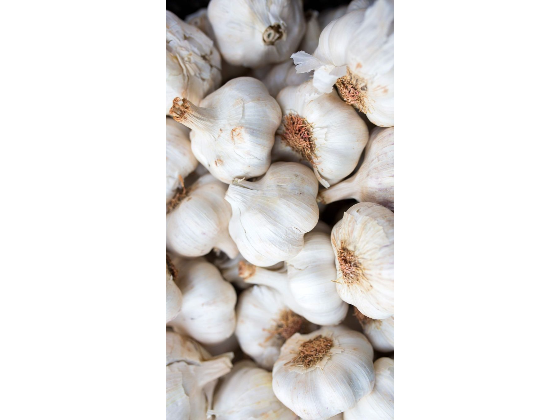 Cabeza de ajo agroecologico