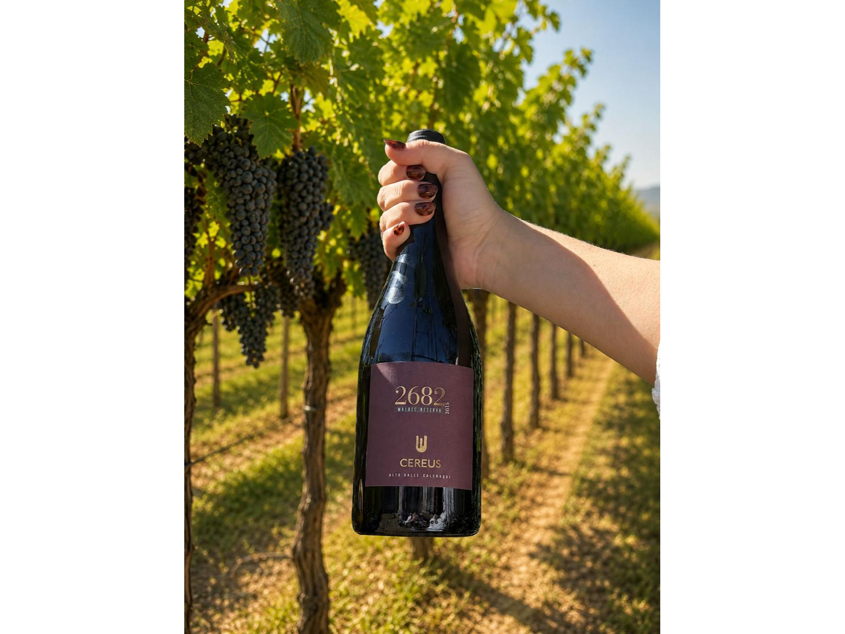 Malbec Reserva 2682 x6 un. de Bodega Cereus