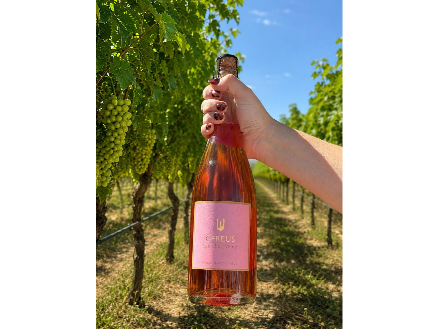 Rosado Dulce - Caja x6 un. de Bodega Cereus