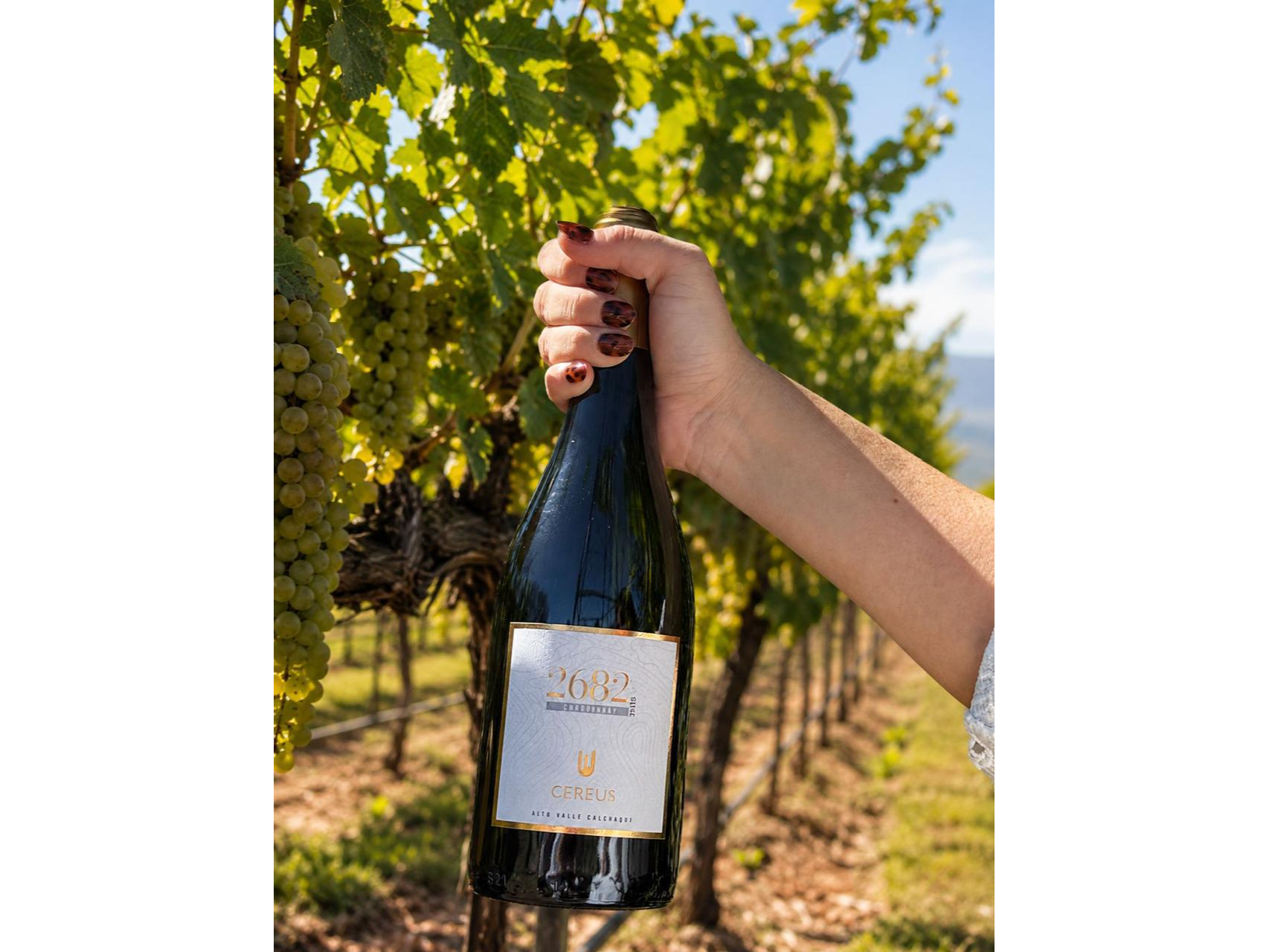 Chardonnay 2682 caja x6 un. de Bodega Cereus