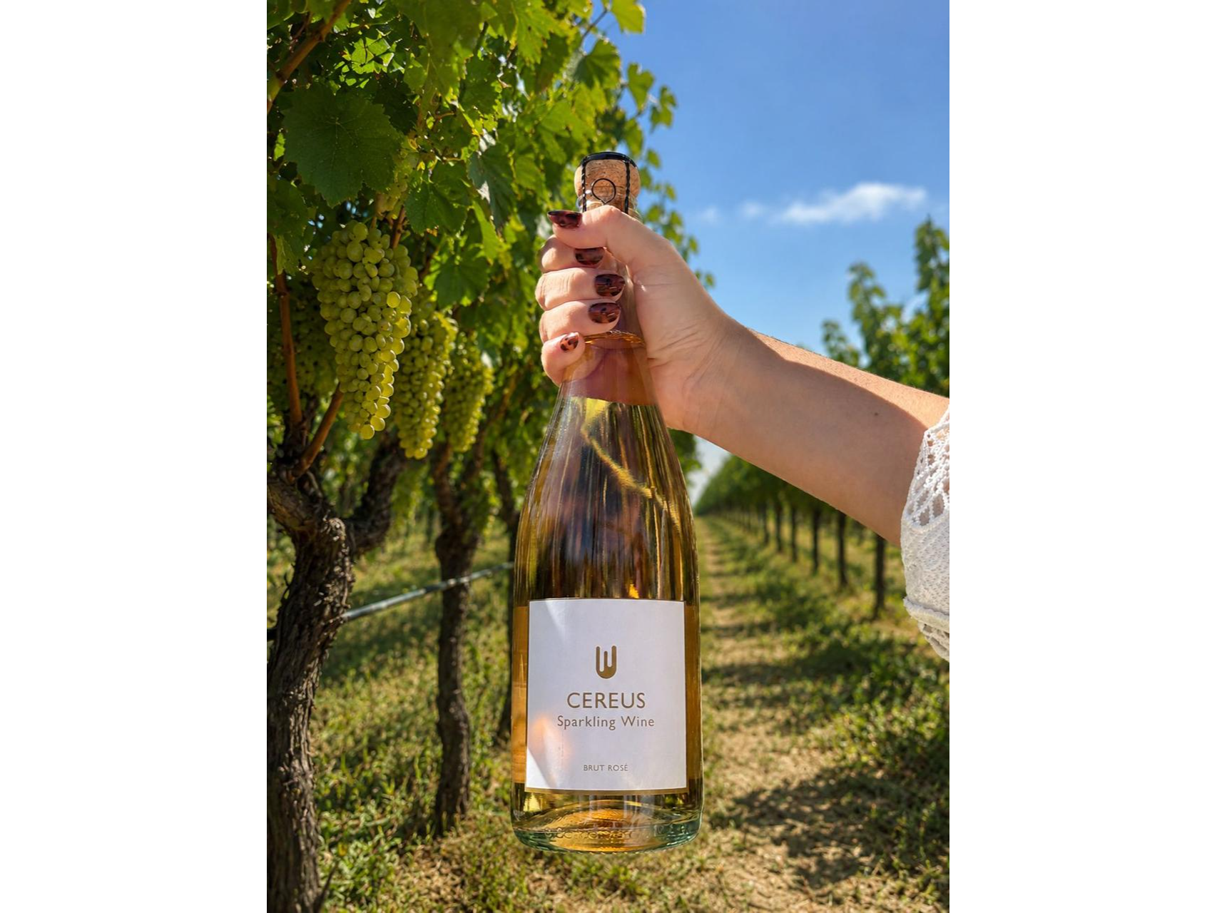 Brut Rosé - Caja x6 un. de Bodega Cereus