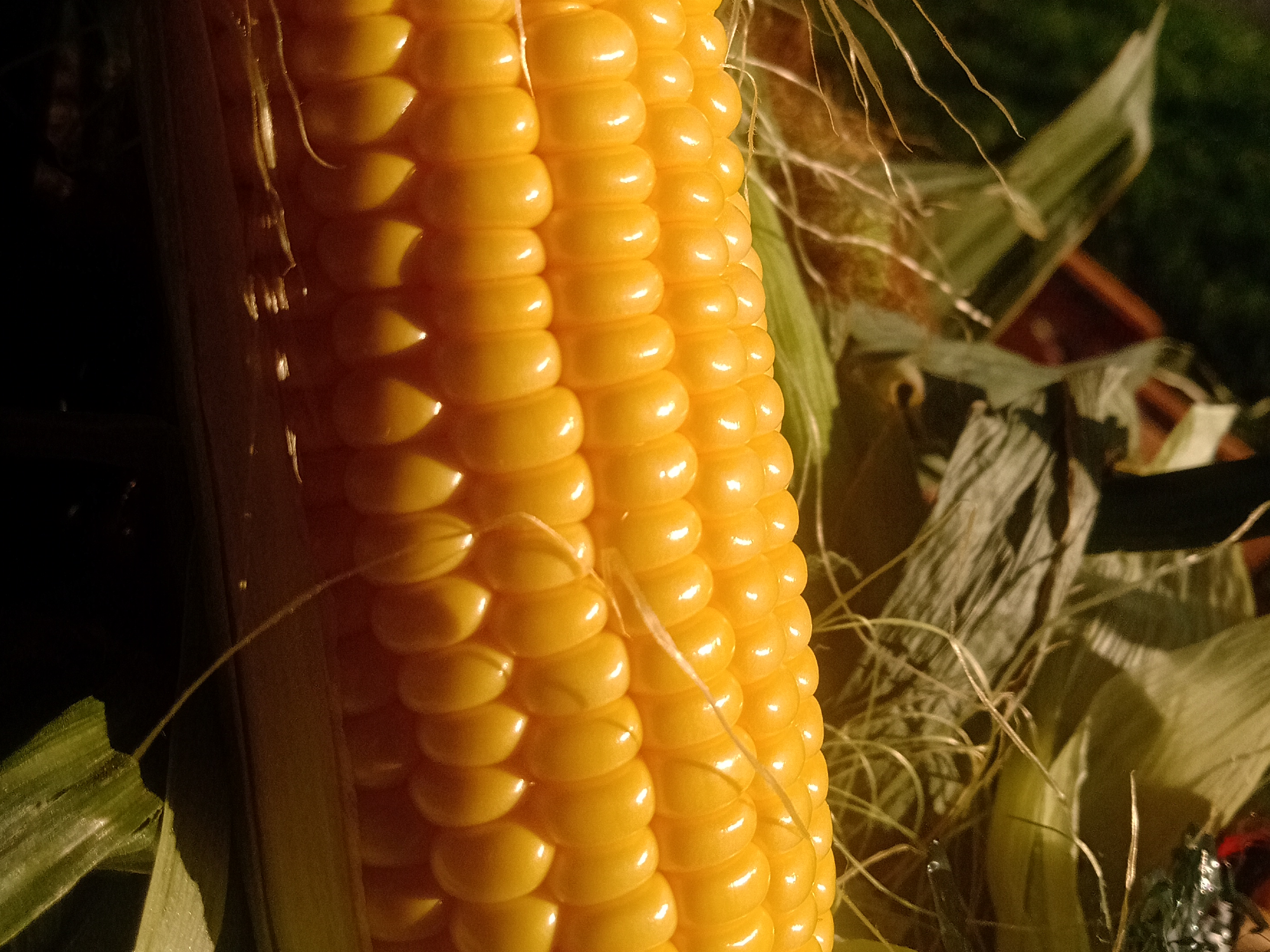 Choclo Mendocino 🌽
